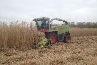 Miscanthus